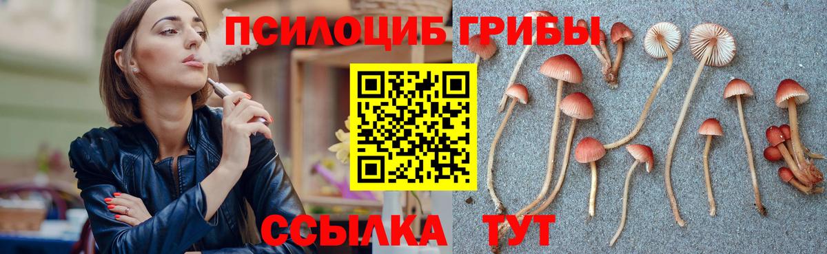 Псилоцибиновые грибы Cubensis  Вход с VPN  Елизово 
